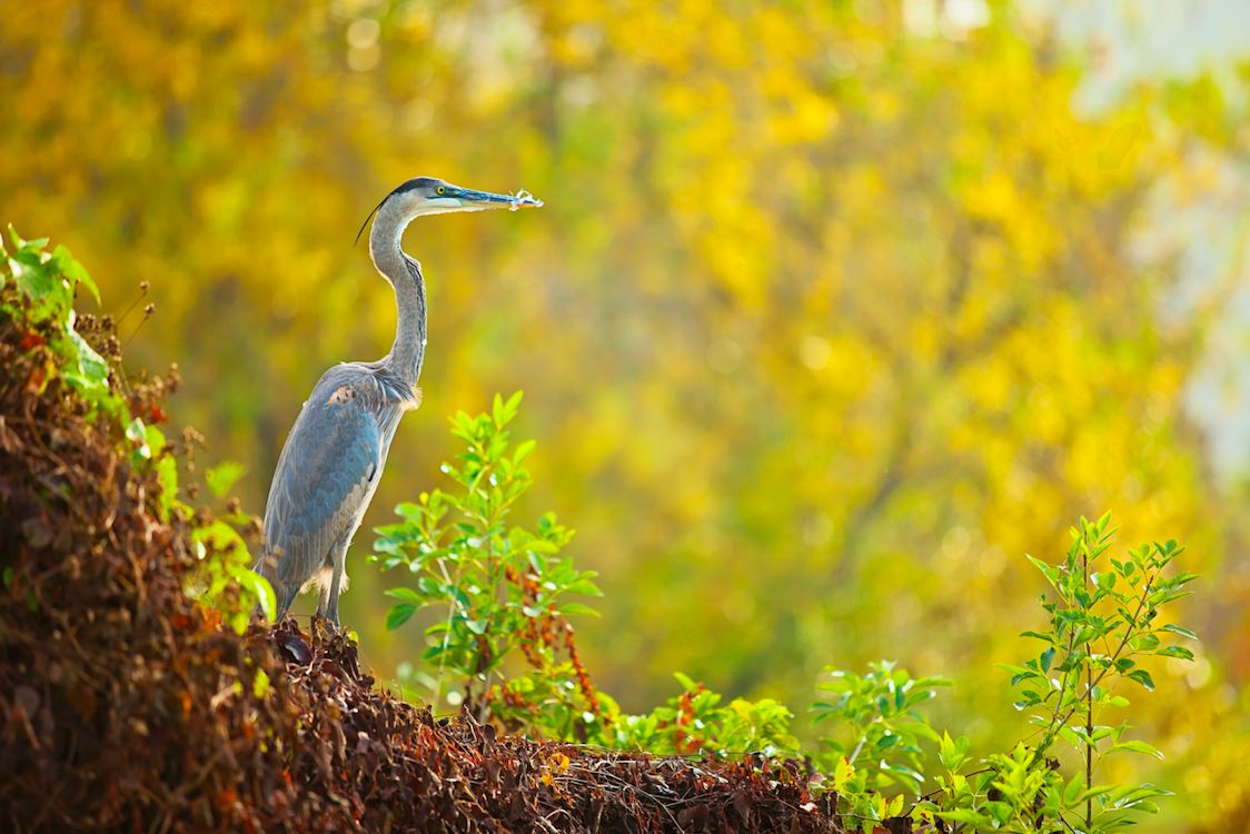 Image Sunset Bird Walk along Buffalo Bayou